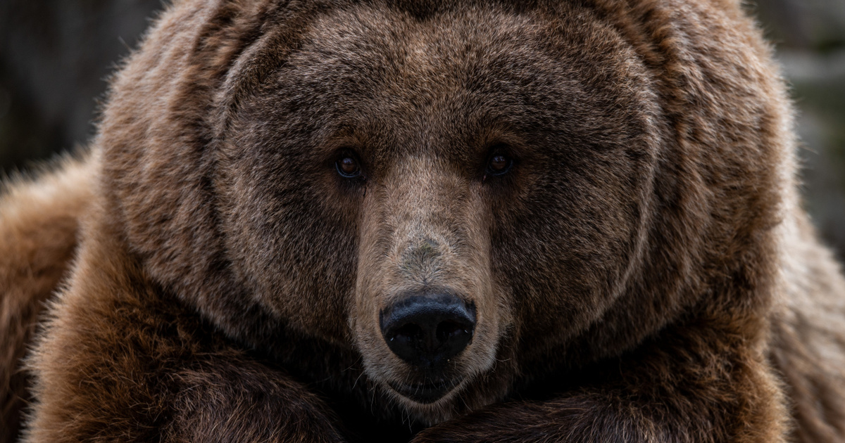 Medvét kínálnak az olasz étteremben, tiltakoznak az állatvédők