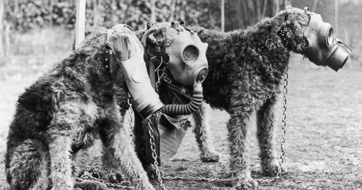 Kutyák és macskák százezreit mészárolták le a britek a „kisállat-holokausztban”