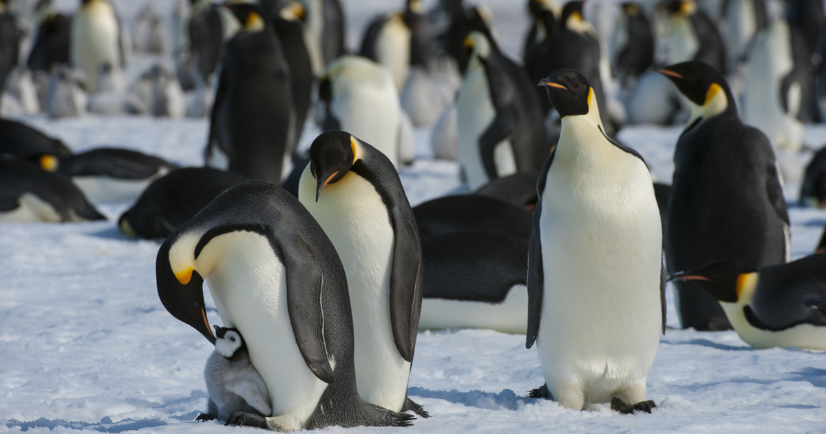 Szokatlan felfedezés: az űrből észleltek egy új császárpingvin kolóniát