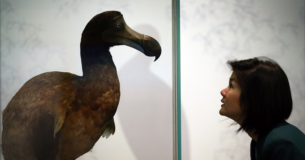 Índice – Ciencia Técnica – Van a resucitar al dodo