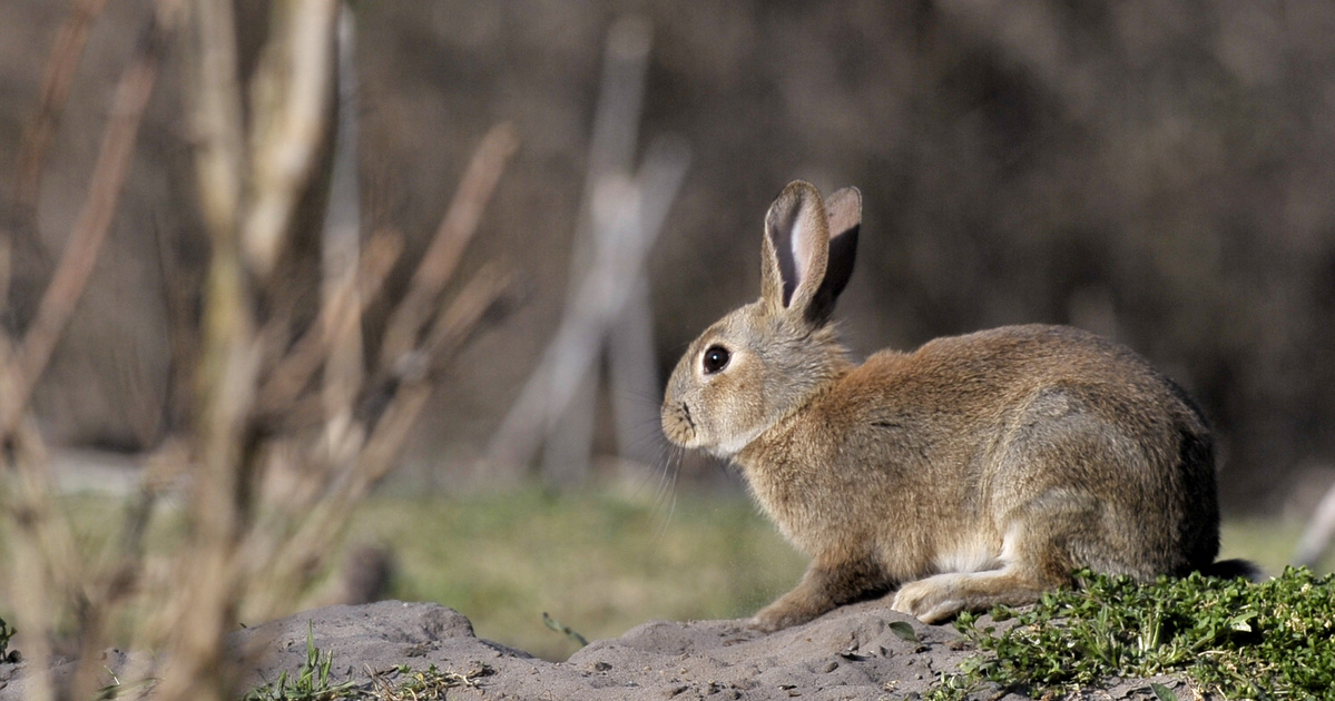 catálogo – ciencia – La investigación del conejo húngaro también se ha observado en el extranjero