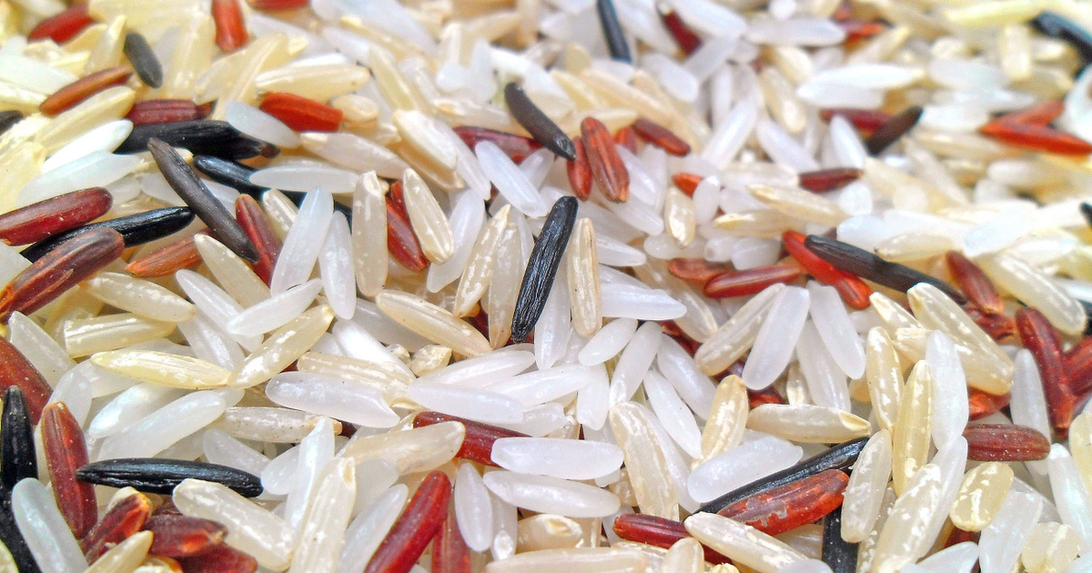 Índice – Tecno-Ciencia – Podría comenzar el diseño de arroz que se pueda cultivar en Marte