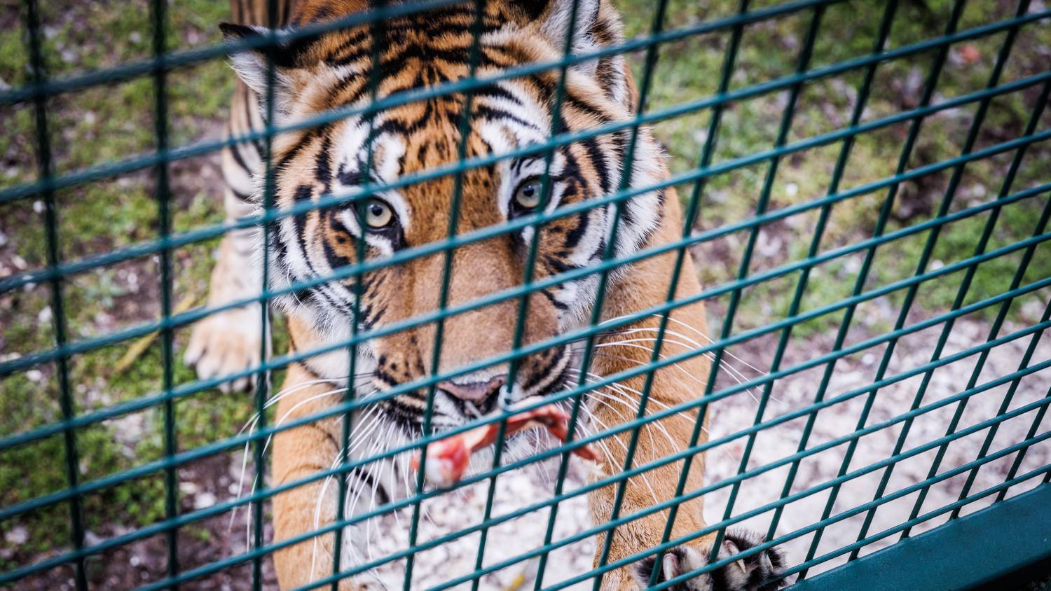 Szemtől szemben a tigrisekkel: ketrecbe zárva gurítanak a vadállatok közé a magyar szafarin