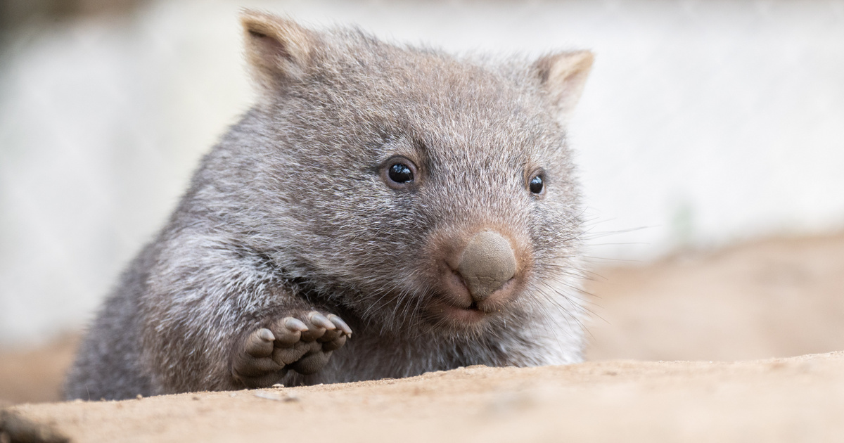 Index – Tech-Science – Ancient wombats are found in Australia