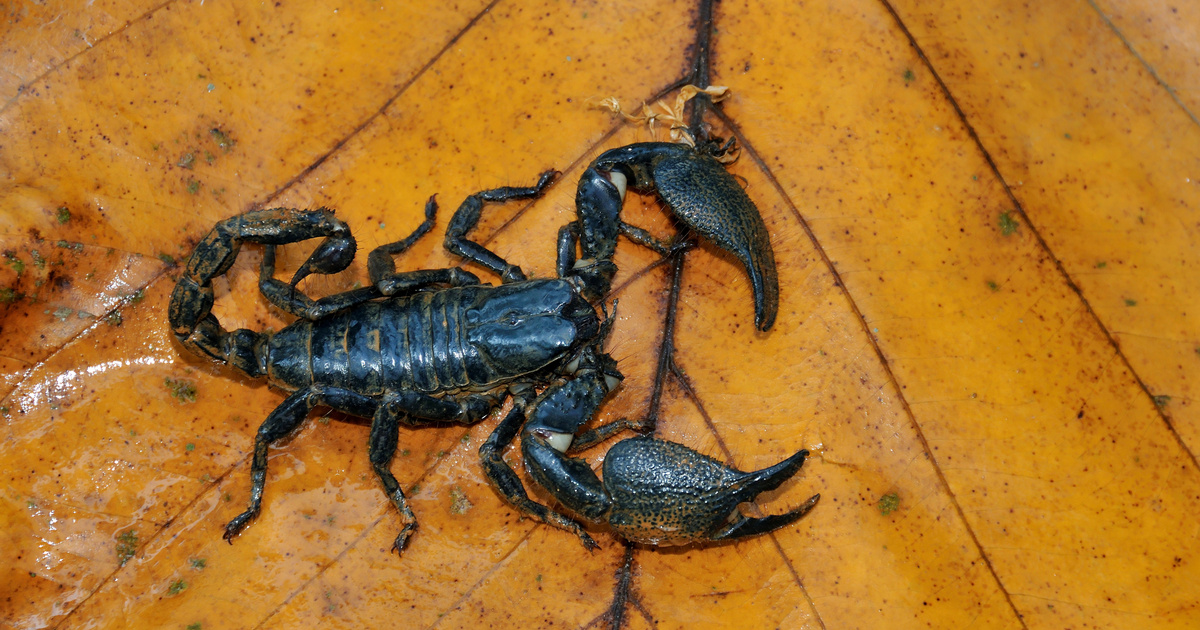 Índice – Bifold – Un escorpión que se arrastra de una fresa con descuento comprada en una tienda húngara