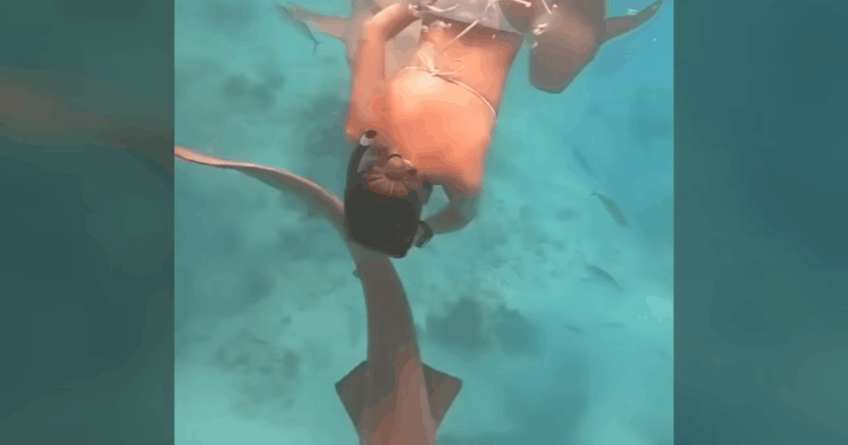 Index – Outside – Terrifying shark attack video: sinking its teeth into a woman’s butt