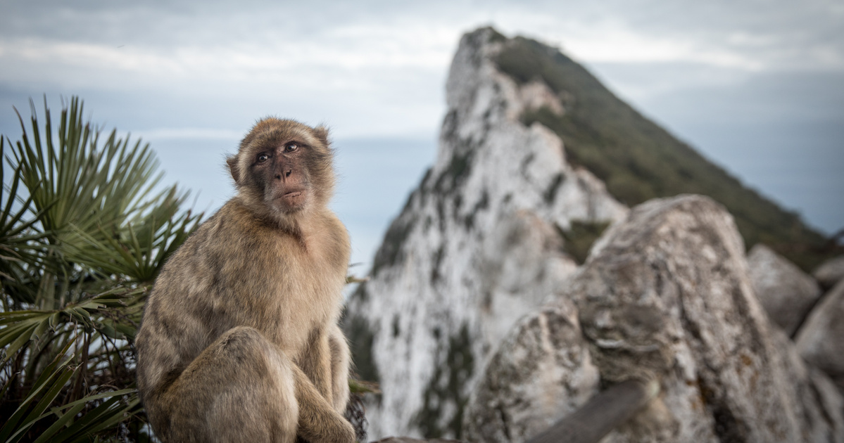 Índice – ciencia – Esta es una evidencia de que los animales también son conscientes