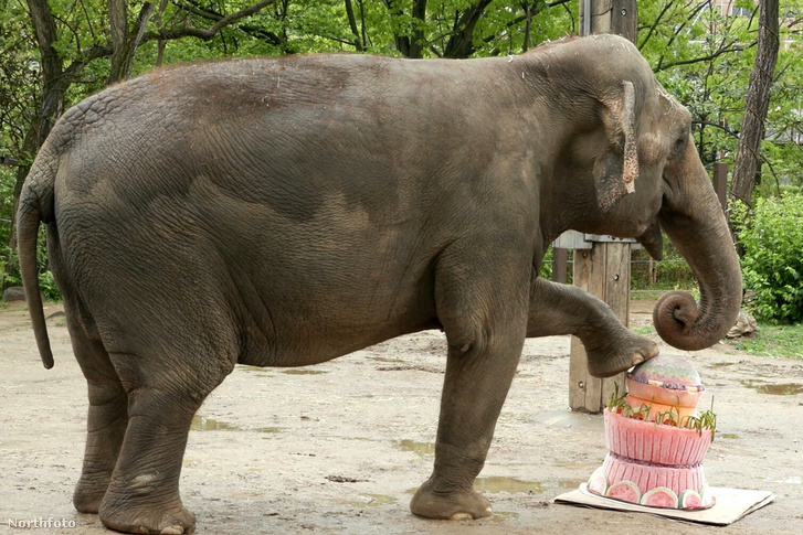 Index – Meanwhile – the oldest elephant in the Cincinnati Zoo celebrated its fiftieth birthday