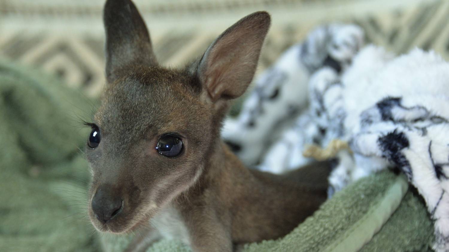 Velvet – check out – baby kangaroos thrown from purses are raised in Tiszaderzsen