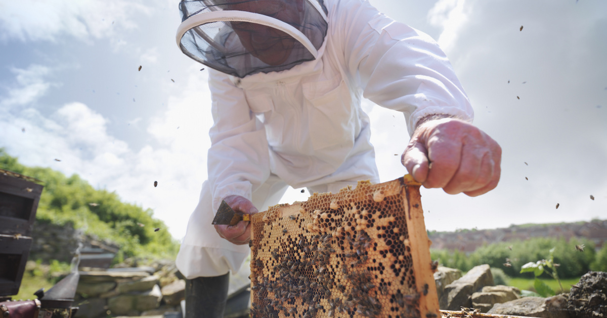 Index – Tech-Science – Scientists have found out what really bothers bees