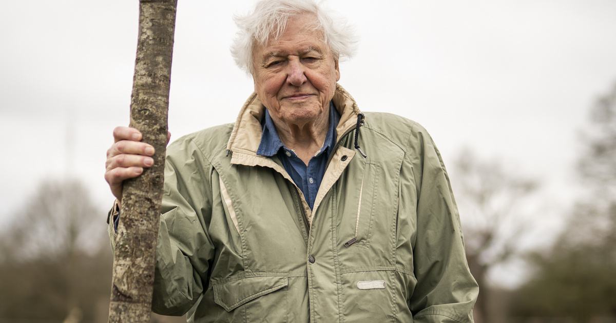 David Attenborough arcképét festették egy angliai művészeti központ falára