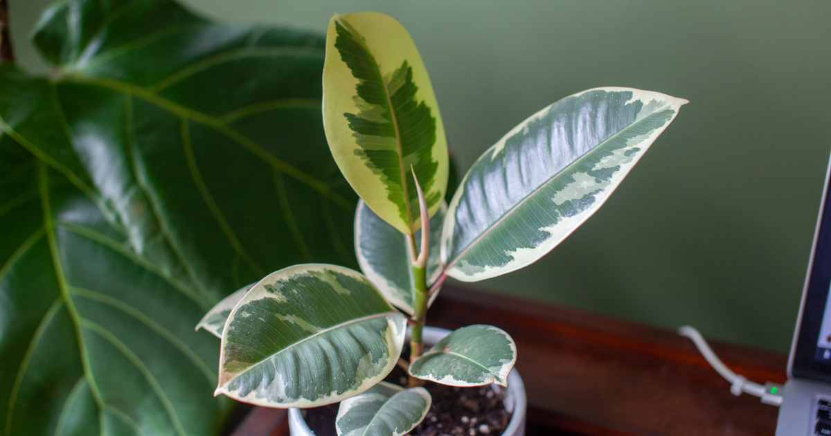 Bibliography – Science – Certain indoor plants remove carcinogens from the air