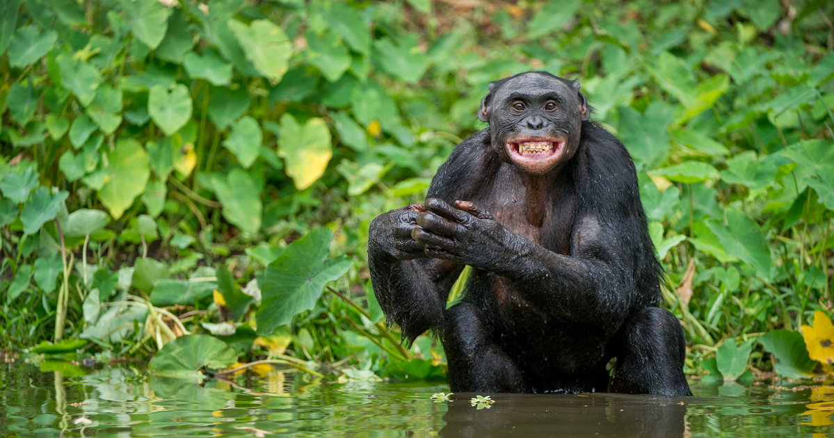 Catálogo – Ciencia – Los primates se mimaron durante 40 millones de años