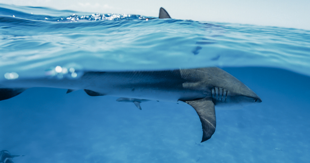Index – science – they can find out why sharks are attacking people more and more