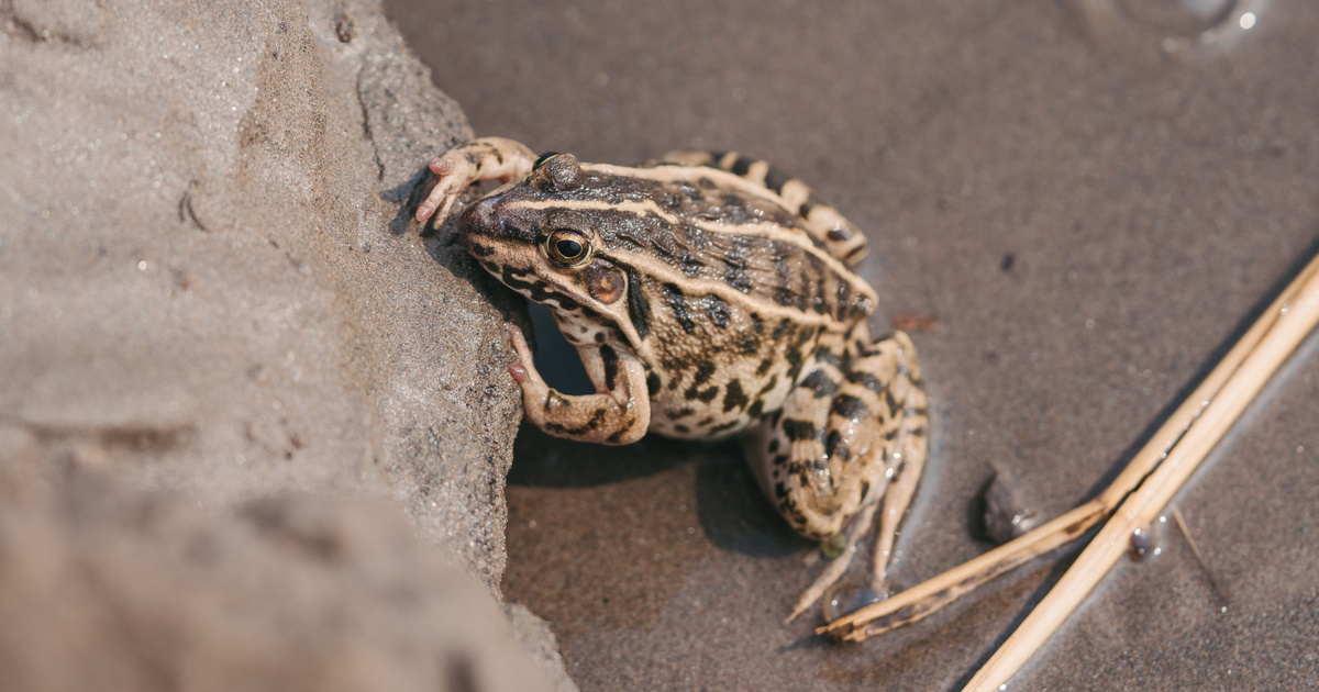 Catalog – Science – A female frog croaks twice when she wants to say no