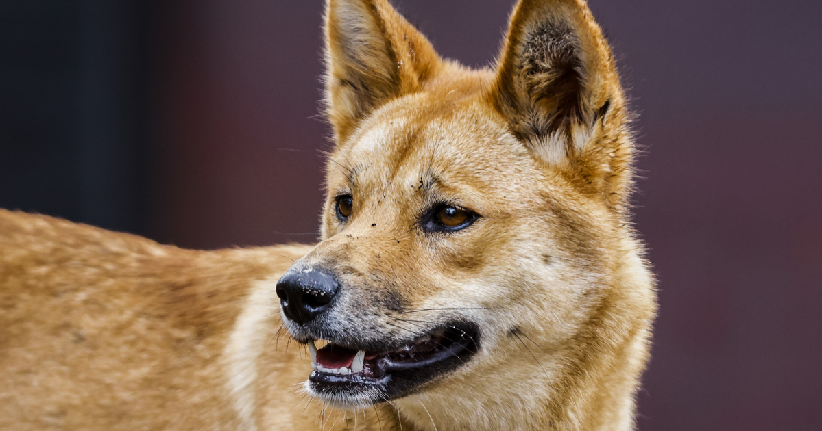 Index – Abroad – Dingo dogs attacked a woman running in Australia