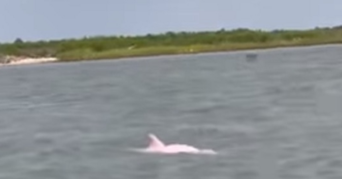 Índice – Tech-Science – Tienen un delfín rosado al final de la lente