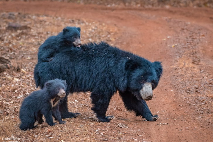 Index, meanwhile, has hardly seen anything cuter than bear cubs traveling on their mother’s back