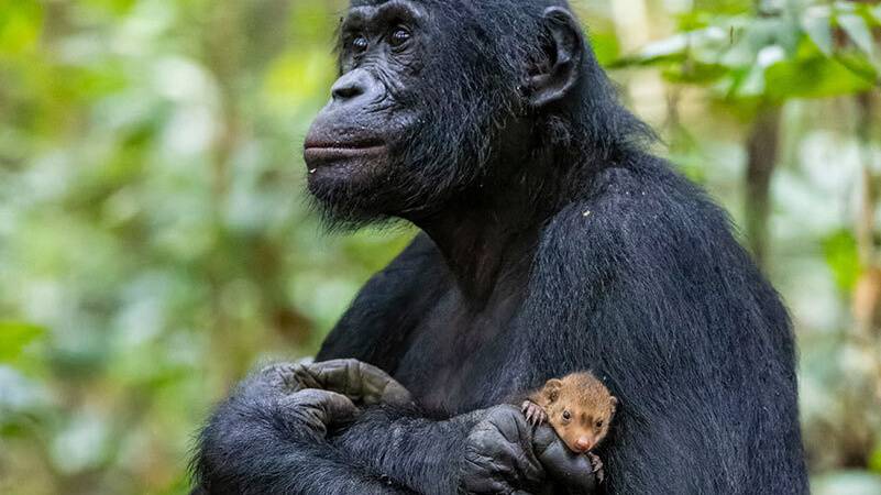 Mangusztakölyköt gondozó Bonobo az év természetfotóján: íme a leglátványosabb felvételek