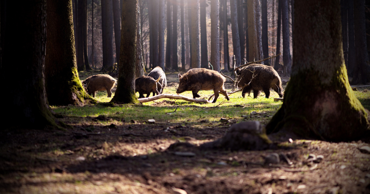 Index – Science – Contraceptives that will solve the problem of over-breeding wild boar