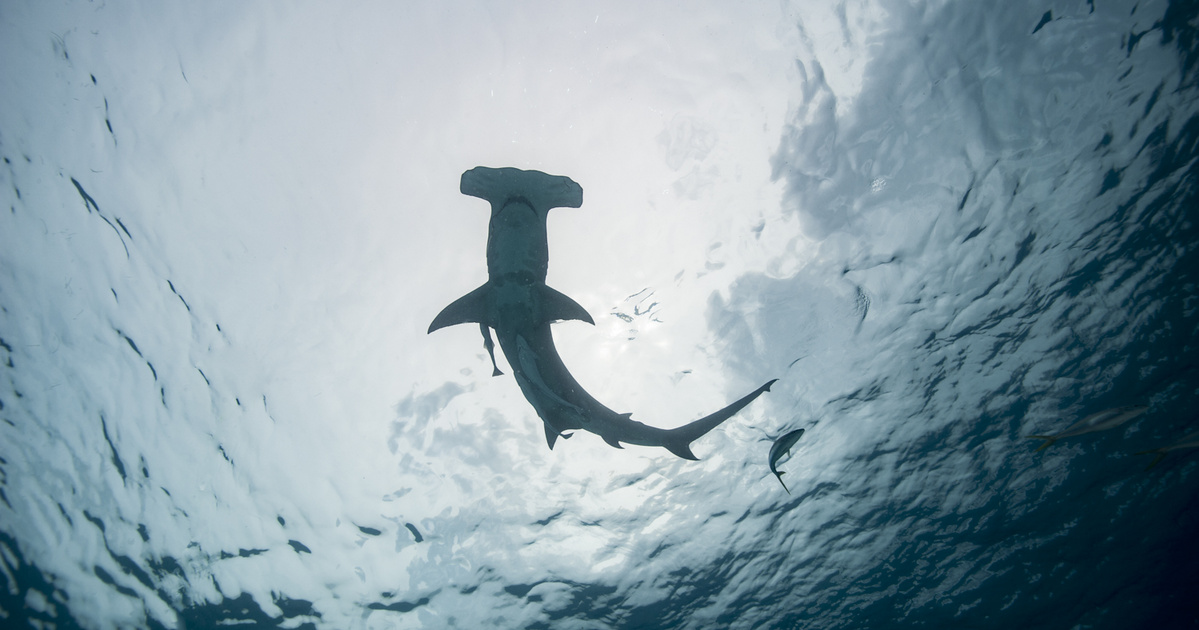 Catalog – Science – Scientists have observed a mystical meeting of sharks