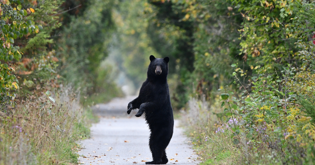 The bear climbed a barbed wire fence: a shocking video of the incident was filmed – Terraces