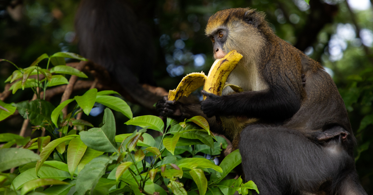 Índice – Ciencia – A los monos del zoológico se les prohibió comer plátanos