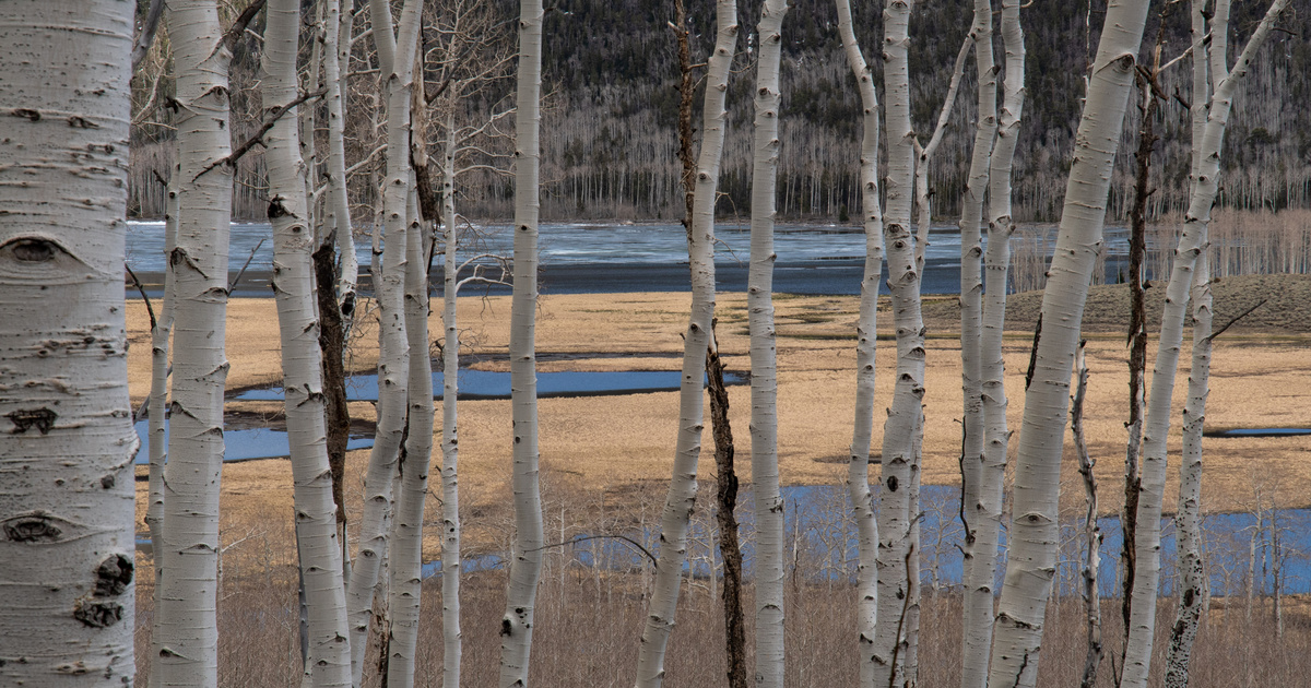 The oldest living organism on Earth today may be thousands of years old: can you guess what it is?