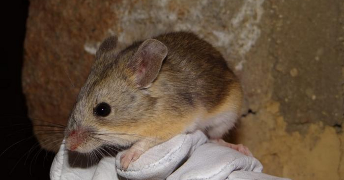 Index – Science Technology – Mummified mice found on the peaks of the Andes