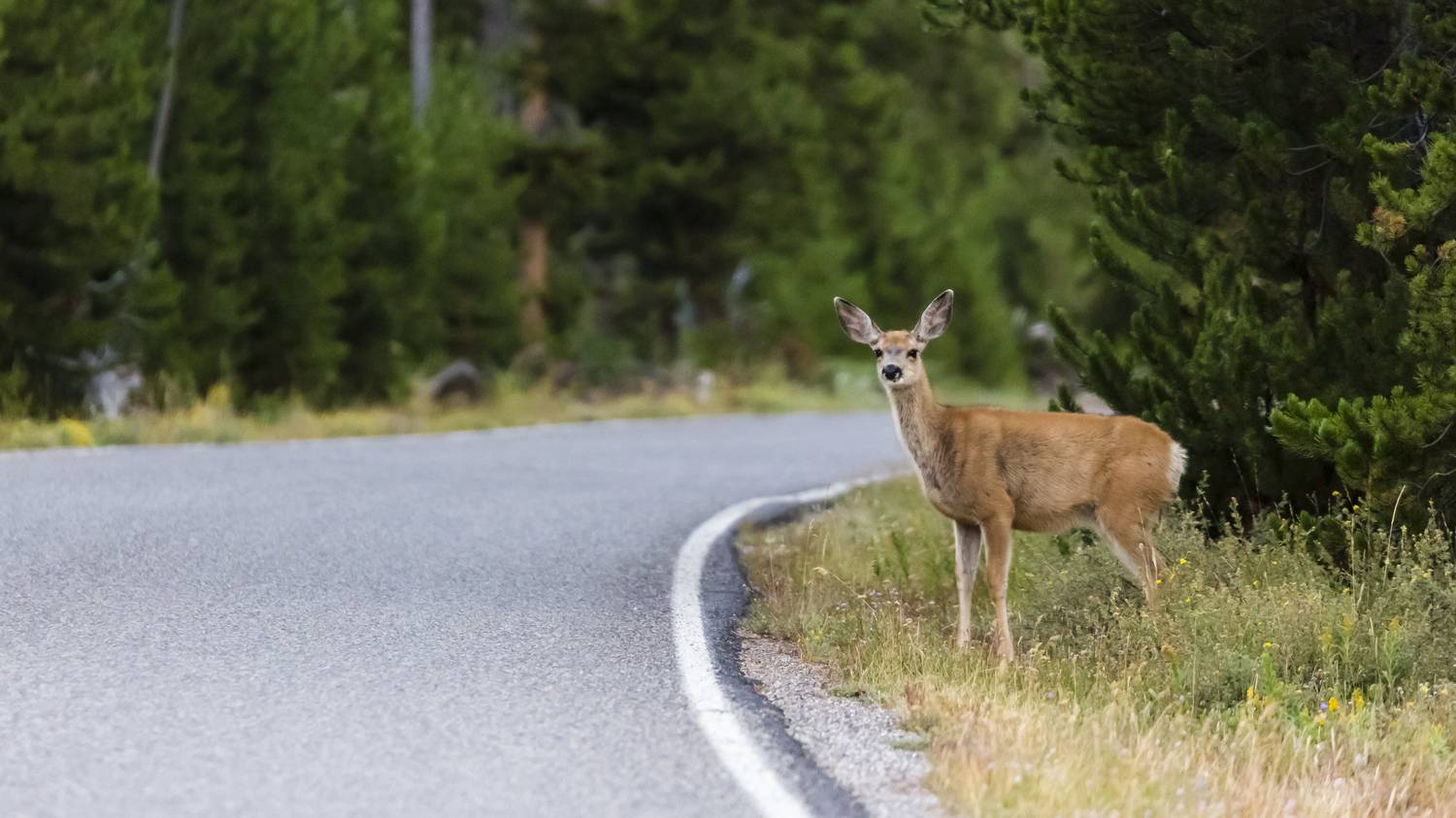 Jön a vadvándorlás, és a jogszabályok is változtak, ezért érdemes óvatosnak lenni