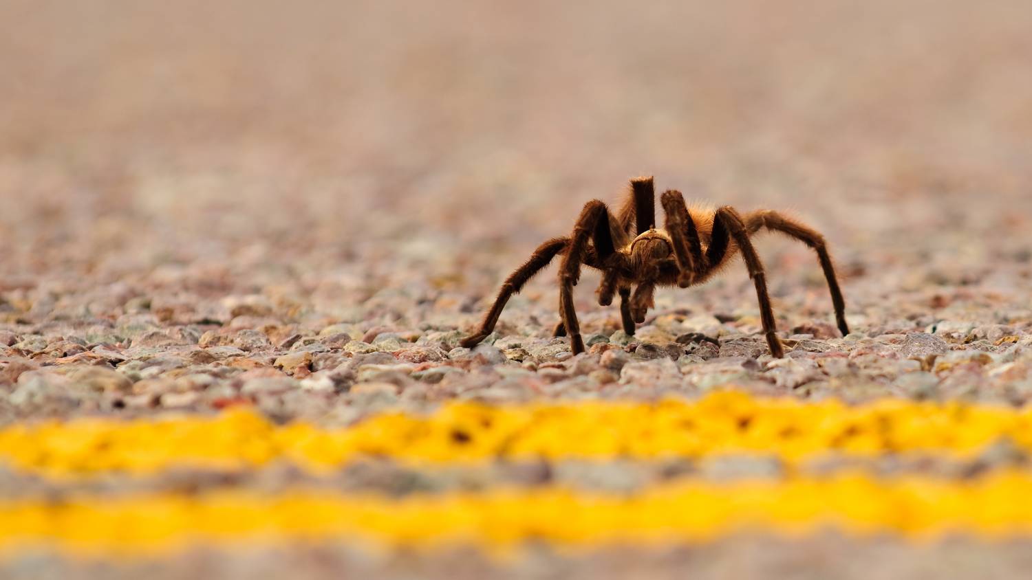 Tarantula okozott balesetet a kaliforniai Halál völgyben