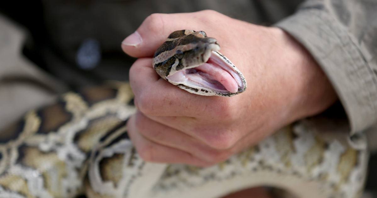 Índice – Ciencia – Vale la pena prestar atención a la mandíbula de la serpiente, ya que puede morder en cualquier momento