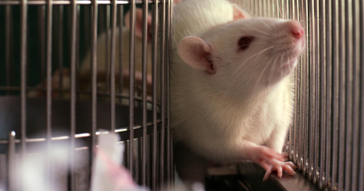 Index – Science Technology – A surprising discovery: Mice have imagination, too