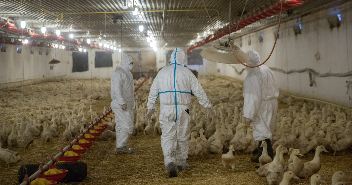 Index - Belföld - Tovább tombol a madárinfluenza Magyarországon