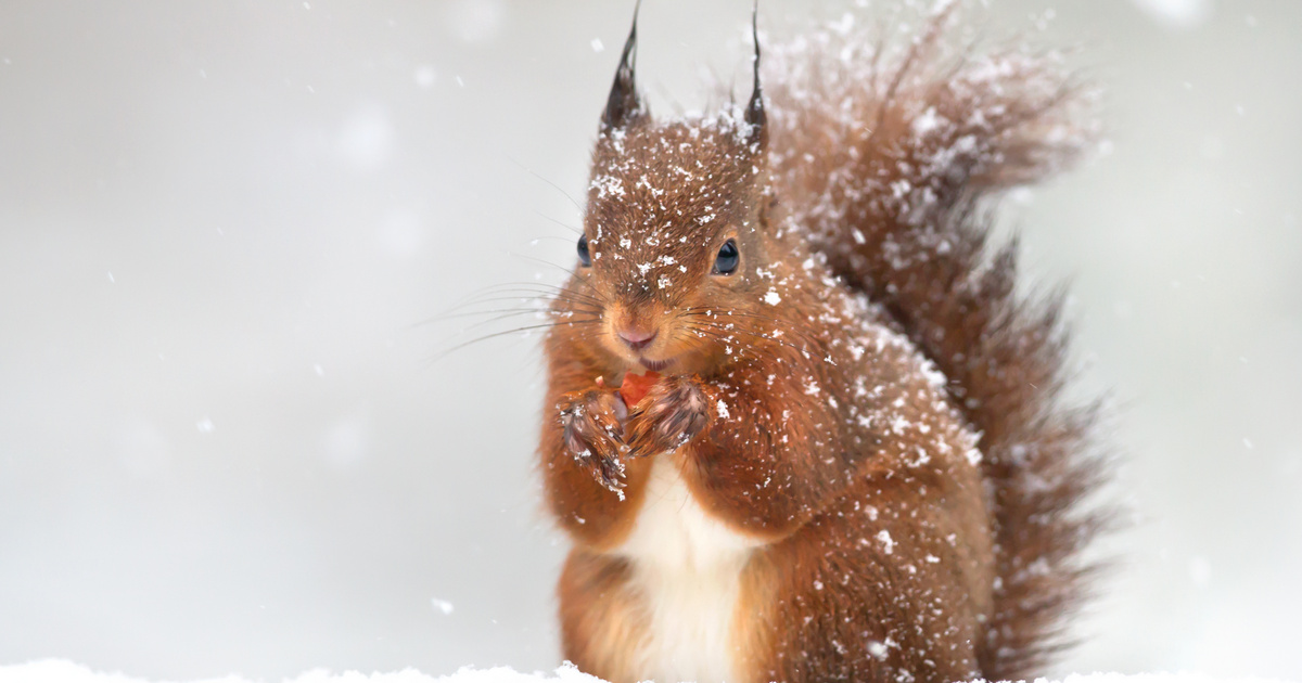These Winter Animal Photos Will Make You Melt – 21-Year-Old Nature Photographer Takes Gorgeous Photos – Balcony