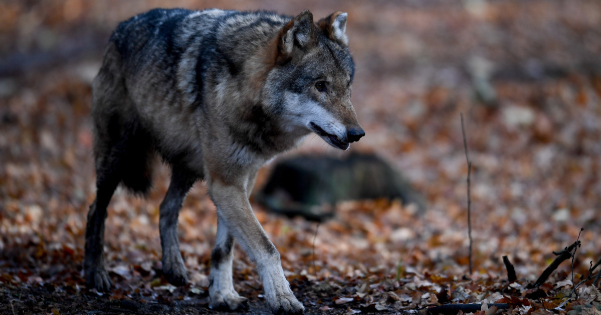 Az Európai Bizottság módosítaná a farkasok védettségi státuszát