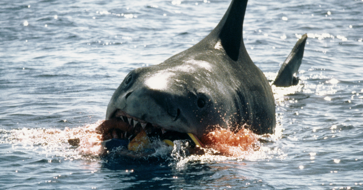 Tinédzserrel végzett egy cápa Ausztráliában