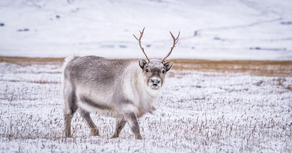 Index – Science Technology – It turns out how to multitask a reindeer