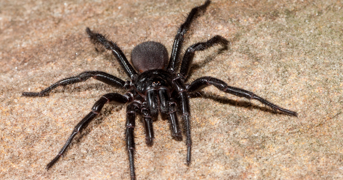 Index – Abroad – A record specimen of the world's most poisonous spiders was found in Australia