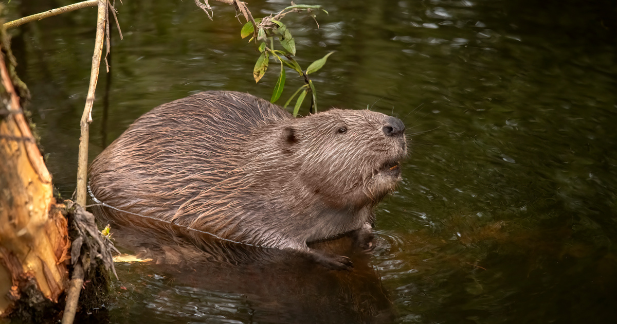 Index – Science – Beavers are slowly being rehabilitated