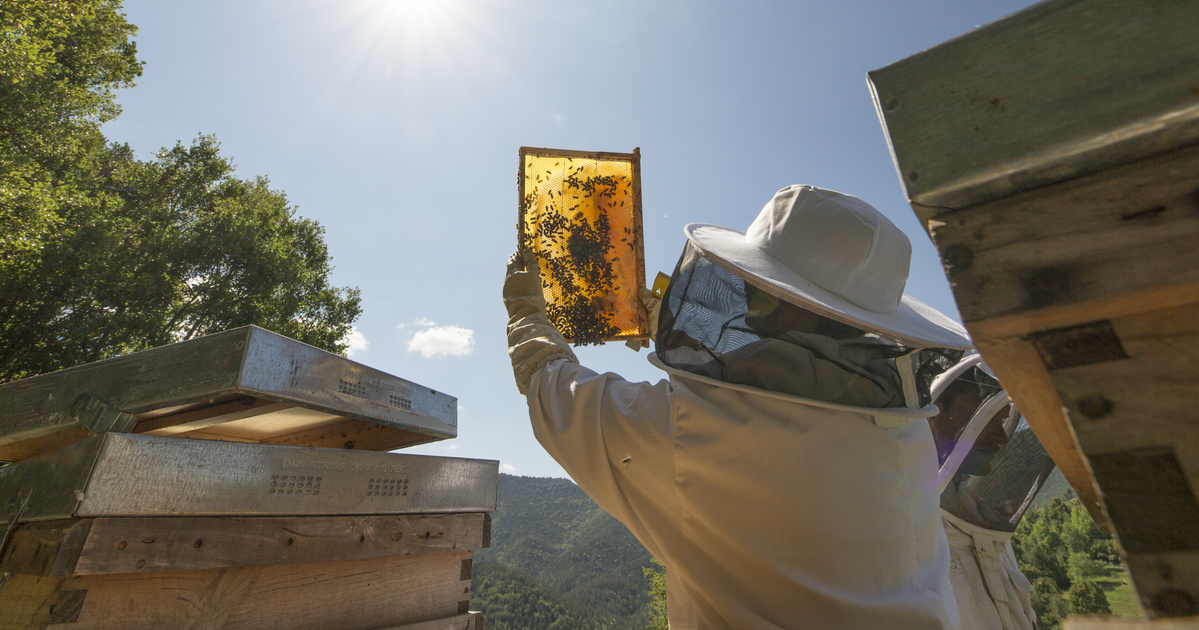 Index – Science – The Hungarians developed a special method for filtering adulterated honey