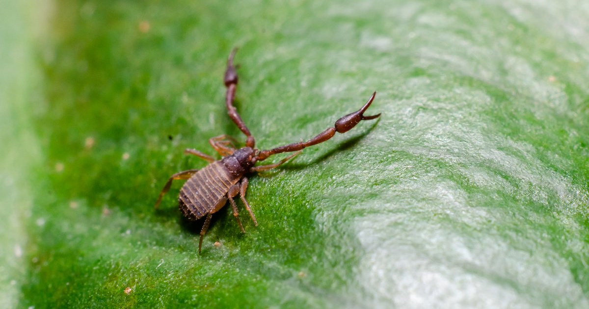 Index – Science – A new type of spider was discovered in Hungary