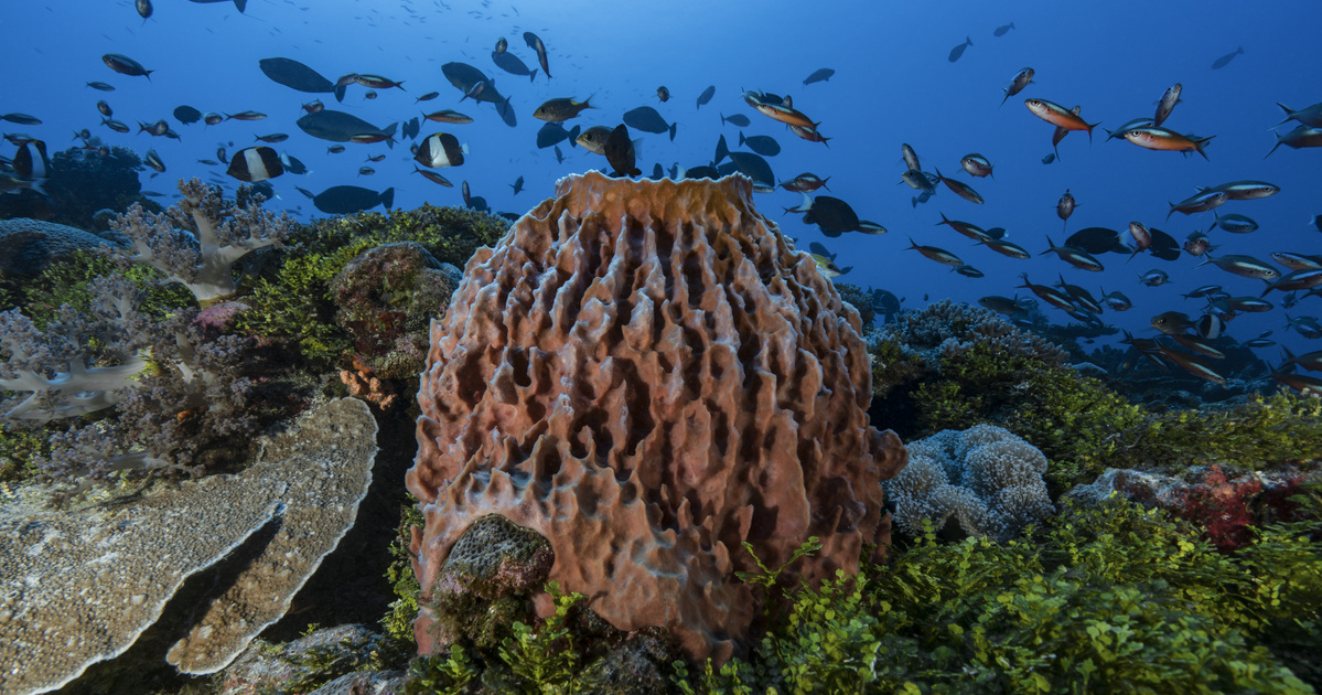 Index – Science – An amazing result was reached using marine sponges that are hundreds of years old