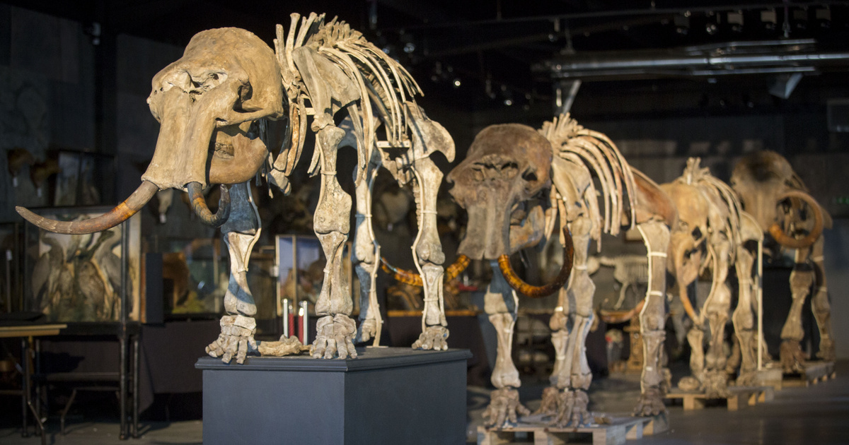 Index – Science – We've been promised to bring the woolly mammoth back to life by 2028