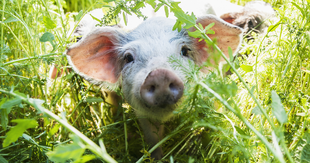 Index – Science Technology – Pigs designed for organ transplantation were born in Japan