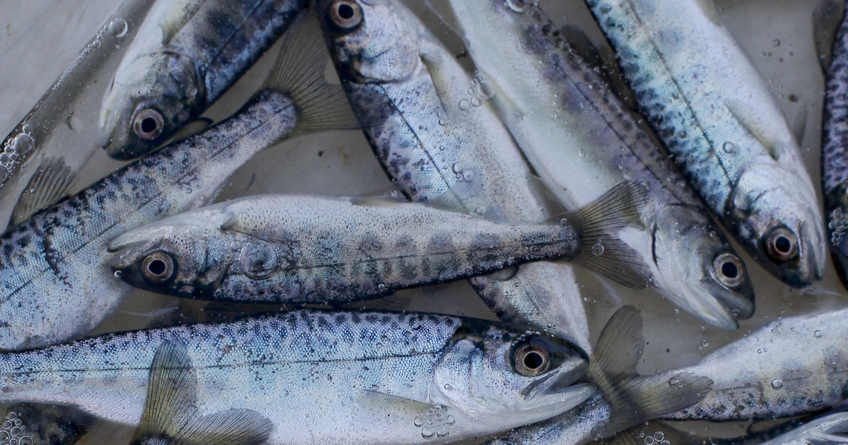 Índice – Ciencia – Una represa provoca la muerte de ochocientos mil juveniles de salmón