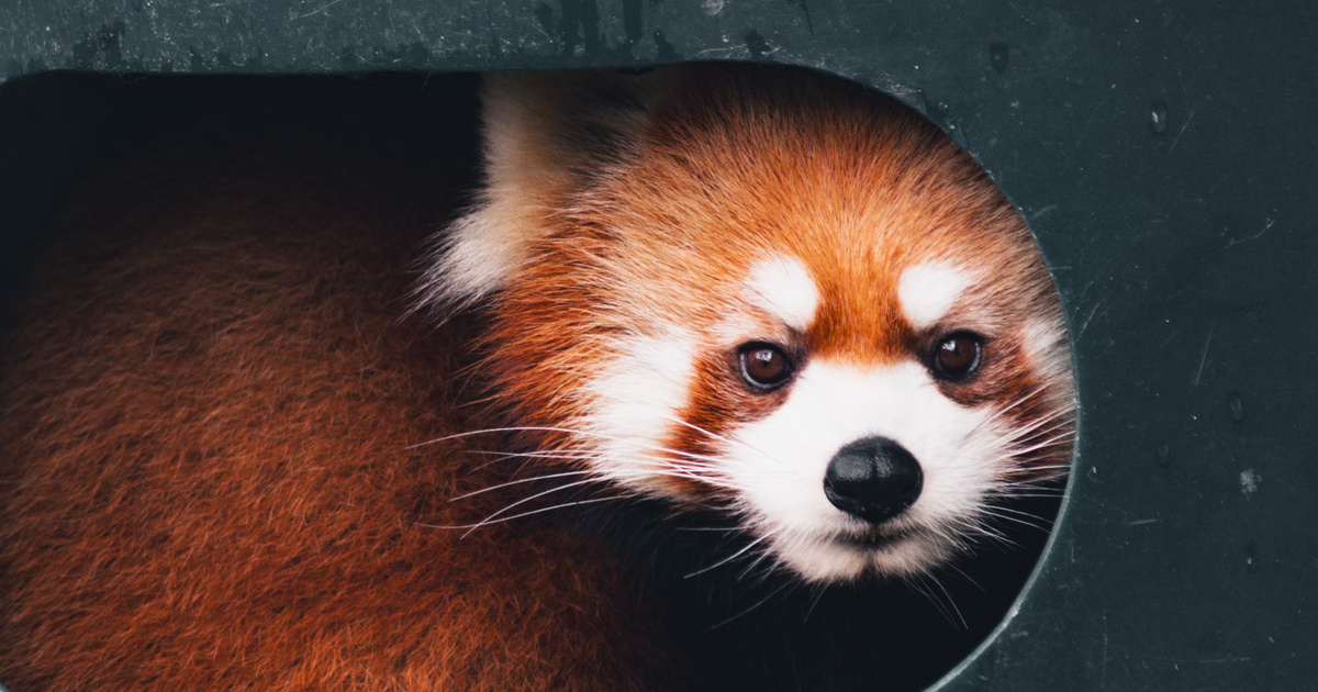Vörös pandát találtak egy poggyászban a bangkoki repülőtéren