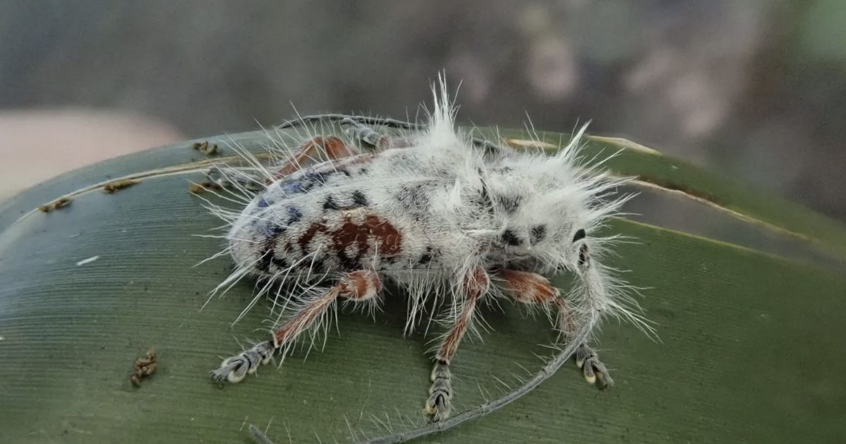 Índice – Ciencia – Se ha descubierto en Australia una especie de escarabajo completamente nueva