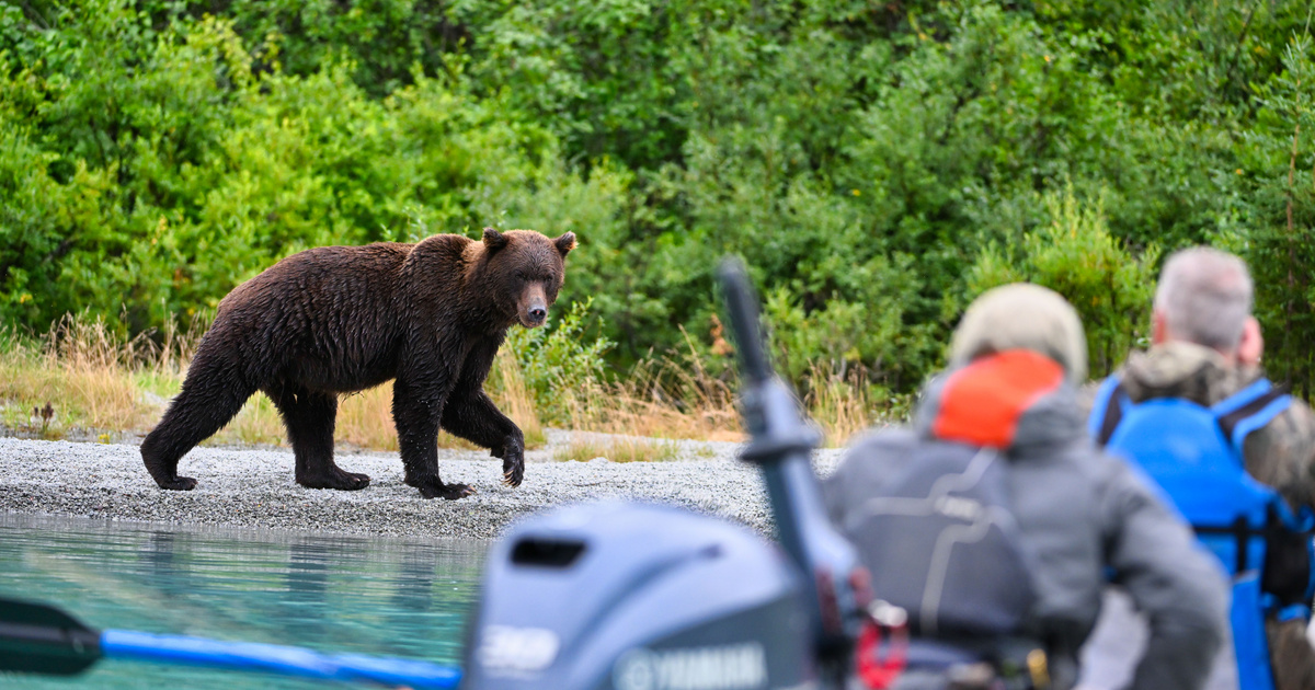 Hungarians are afraid of bears: they have seen them here