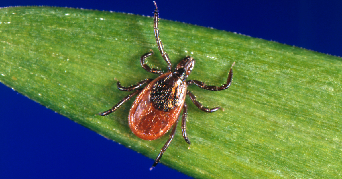 Índice – Ciencia – La sudoración puede proteger contra la enfermedad de Lyme